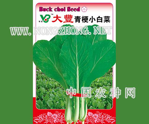 大丰青梗小白菜